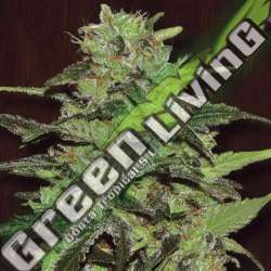 1 UND FEM - GASOLINE EXCLUSIVE SEEDS 1 UND FEM