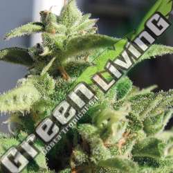 1 UND FEM - AUTO MOZAR EXCLUSIVE SEEDS 1 UND FEM