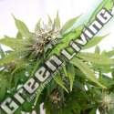 1 UND FEM - SILVER WIDOW KANNABIA SEEDS 1 UND FEMINIZADAS