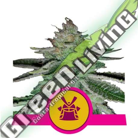 1 UND FEM - SHOGUN ROYAL QUEEN 1 UND FEMINIZADA