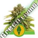 1 UND FEM - GREEN GELATO AUTO ROYAL QUEEN 1 UND FEMINIZADA