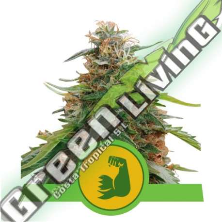 1 UND FEM - HULKBERRY AUTO ROYAL QUEEN 1 UND FEMINIZADA