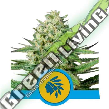 1 UND FEM - TATANKA PURE CBD ROYAL QUEEN 1 UND FEMINIZADA