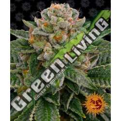 1 UND FEM - SKYWALKER OG AUTO BARNEY'S FARM 1 UND FEMINIZADAS