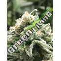 1 UND FEM - SUBLIMATOR R-KIEM SEEDS UND FEMINIZADAS 1 UND