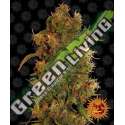 1 UND FEM - GORILLA GLUE AUTO BARNEY'S FARM 1 UND FEMINIZADAS