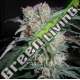 1 UND FEM - ZAMALDELICA X KALI CHINA ACE SEEDS 1 UND FEMINIZADA