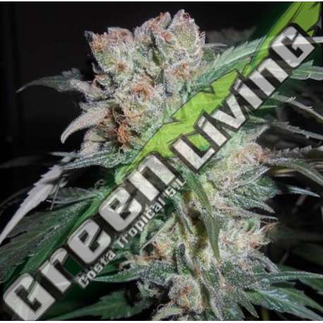 1 UND FEM - ZAMALDELICA X KALI CHINA ACE SEEDS 1 UND FEMINIZADA