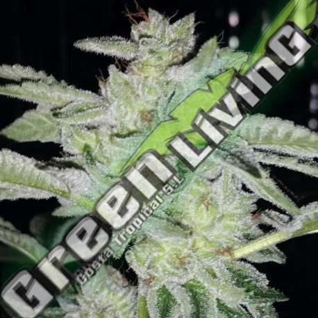 1 UND FEM - EARTH KUSH EXCLUSIVE SEEDS 1 UND FEM