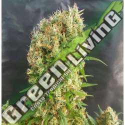 1 UND FEM - CHEMDOG GORILLA EXPERT SEEDS 1 UND FEMINIZADA