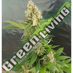 1 UND FEM - GORILLA ICE CREAM EXPERT SEEDS 1 UND FEMINIZADA