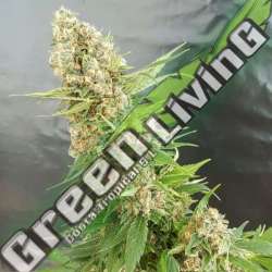 1 UND FEM - GORILLA CRITICAL EXPERT SEEDS 1 UND FEMINIZADA