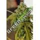 1 UND FEM - GORILLA SFV OG EXPERT SEEDS 1 UND FEMINIZADA
