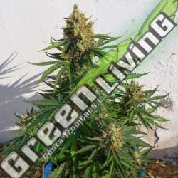 1 UND FEM - LEMON HAZE AUTO EXPERT SEEDS 1 UND FEMINIZADA