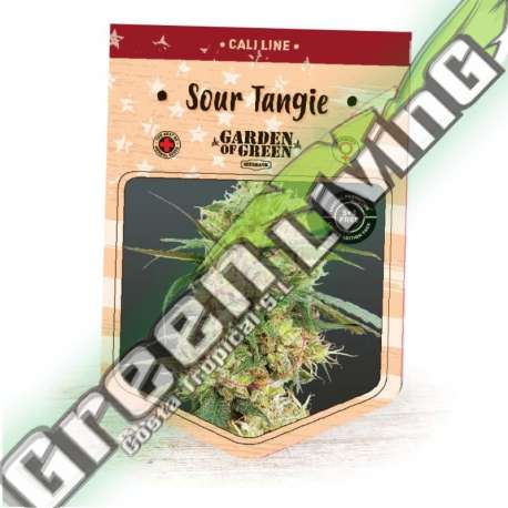 1 UND FEM - SOUR TANGIE GARDEN OF GREEN 1 UND FEMINIZADAS