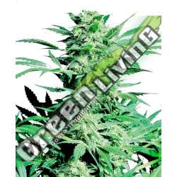 1 UND FEM - SHIVA SKUNK SENSI SEEDS FEMINIZADA 1 UND