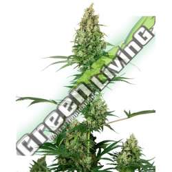 1 UND FEM - SILVER FIRE SENSI SEEDS FEMINIZADA 1 UND