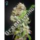 1 UND FEM - KING'S KUSH CBD GREEN HOUSE 1 FEMINISED SEEDS