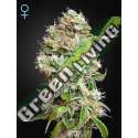 1 UND FEM - KING'S KUSH CBD GREEN HOUSE 1 FEMINISED SEEDS