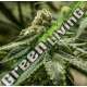1 UND FEM - 2y2 R-KIEM SEEDS UND FEMINIZADAS 1 UND
