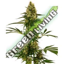 1 UND FEM - BLUE BULLET AUTO SENSI SEEDS FEMINIZADA 1 UND