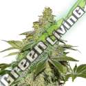 5 UND FEM - SHERBET AUTO SEEDSTOCKERS 5 UND FEMINIZADAS