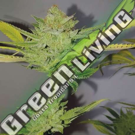 1 UND FEM - DR. LEMON OG EXCLUSIVE SEEDS 1 UND FEM