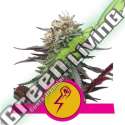 1 UND FEM - GREEN CRACK PUNCH USA PREMIUM ROYAL QUEEN 1 UND FEMINIZADA