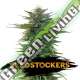 3 UND FEM - CBG ZERODUE FEM SEEDSTOCKERS 3 UND FEMINIZADAS