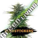 3 UND FEM - CBG ZERODUE FEM SEEDSTOCKERS 3 UND FEMINIZADAS