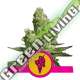 1 UND FEM - COOKIES GELATO USA PREMIUM ROYAL QUEEN 1 UND FEMINIZADA