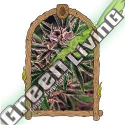 1 UND FEM - TROPICAL FUEL EXOTIC SEED FEMINIZADA 1 UND