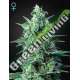 1 UND FEM - WHITE WIDOW AUTO CBD GREEN HOUSE 1 UND FEMINIZADAS