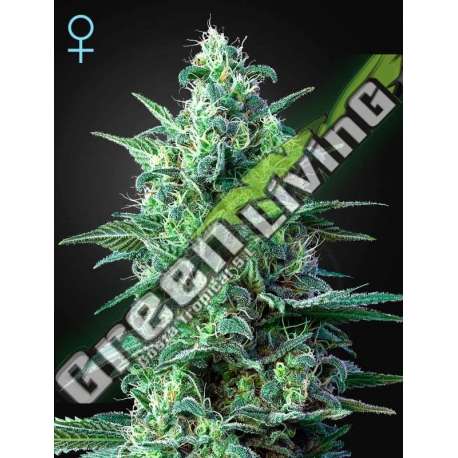 1 UND FEM - WHITE WIDOW AUTO CBD GREEN HOUSE 1 UND FEMINIZADAS