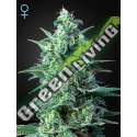 1 UND FEM - WHITE WIDOW AUTO CBD GREEN HOUSE 1 UND FEMINIZADAS