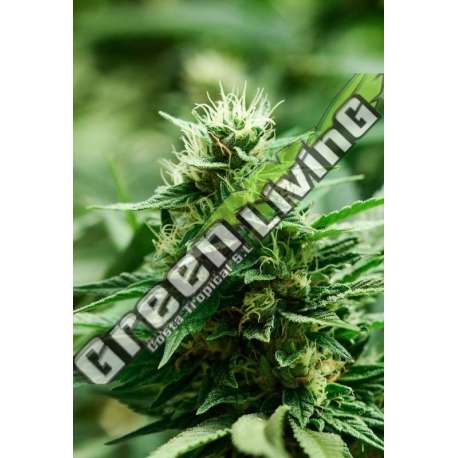 1 UND FEM - MEXICAN CANDY SUPER STRAINS 1UND FEMINIZADAS