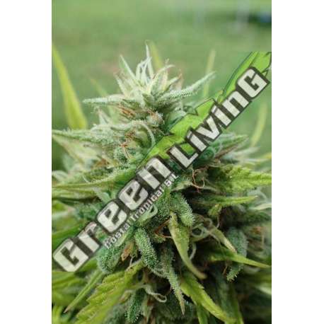 1 UND FEM - COOKIES KRUSH SUPER STRAINS 1 UND FEMINIZADAS