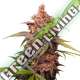 1 UND FEM - PURPLE PUNCH SEEDSTOCKERS FEMINIZADA 1 UND