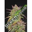 1 UND FEM - SMOOTHIE AUTO FASTBUDS SEEDS FEMINIZADA 1 UND
