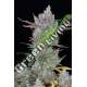 1 UND FEM - GORILLA COOKIES AUTO FASTBUDS SEEDS FEMINIZADA 1 UND