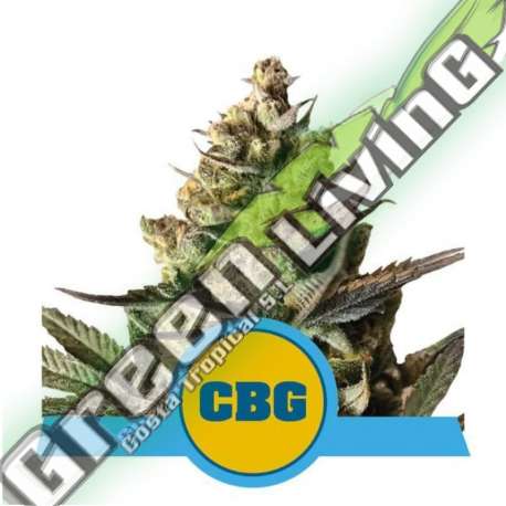 1 UND FEM - ROYAL CBG AUTO ROYAL QUEEN FEMINIZADA 1 UND