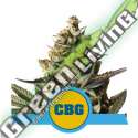 1 UND FEM - ROYAL CBG AUTO ROYAL QUEEN FEMINIZADA 1 UND