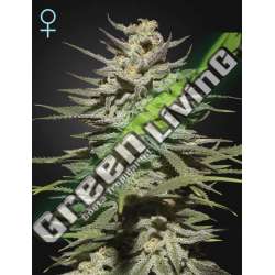 1 UND FEM - SUPER LEMON HAZE CBD GREEN HOUSE 1 UND FEMINIZADAS