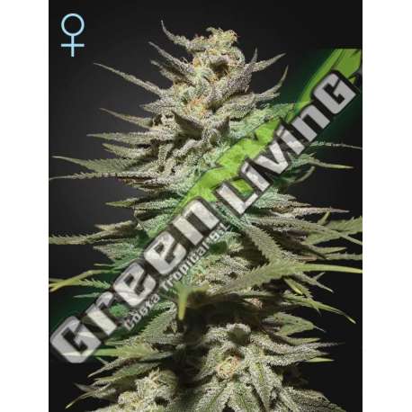 1 UND FEM - SUPER LEMON HAZE CBD GREEN HOUSE 1 UND FEMINIZADAS