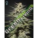 1 UND FEM - SUPER LEMON HAZE CBD GREEN HOUSE 1 UND FEMINIZADAS