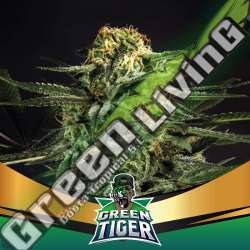 2 UND FEM - GREEN TIGER FAST VERSION BSF SEEDS 2 UND FEMINIZADAS