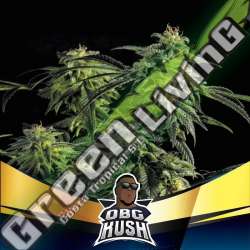 2 UND FEM - OBG KUSH FAST VERSION BSF SEEDS 2 UND FEMINIZADAS