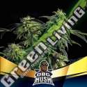 2 UND FEM - OBG KUSH FAST VERSION BSF SEEDS 2 UND FEMINIZADAS