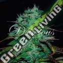 1 UND FEM - CHOCOBANG (SATIVA LINE) DELICIOUS 1 UND FEMINIZADAS