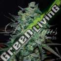 1 UND FEM - NORTHERN LIGHT BLUE THC-FREE DELICIOUS 1 UND FEMINIZADA